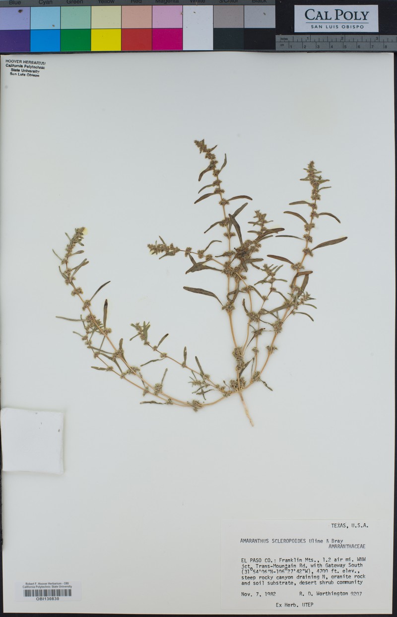 Bonebract Amaranth photo 2
