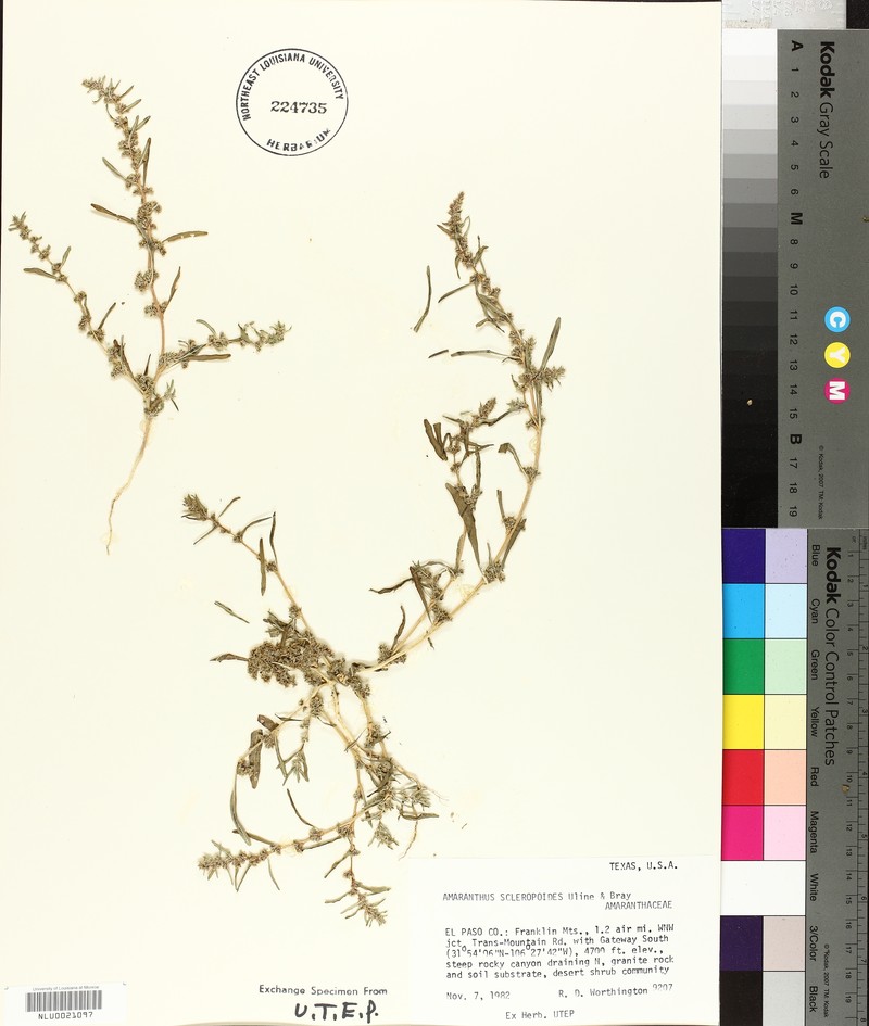 Bonebract Amaranth photo 3