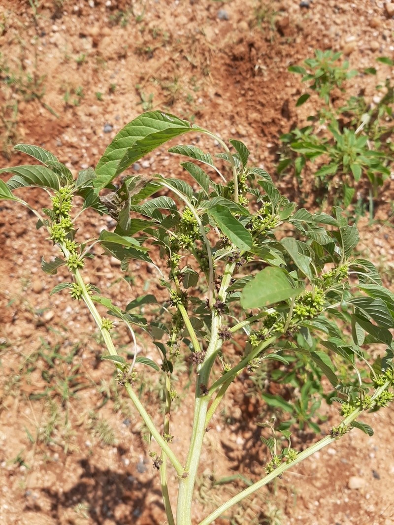 Amaranthus sparganiocephalus