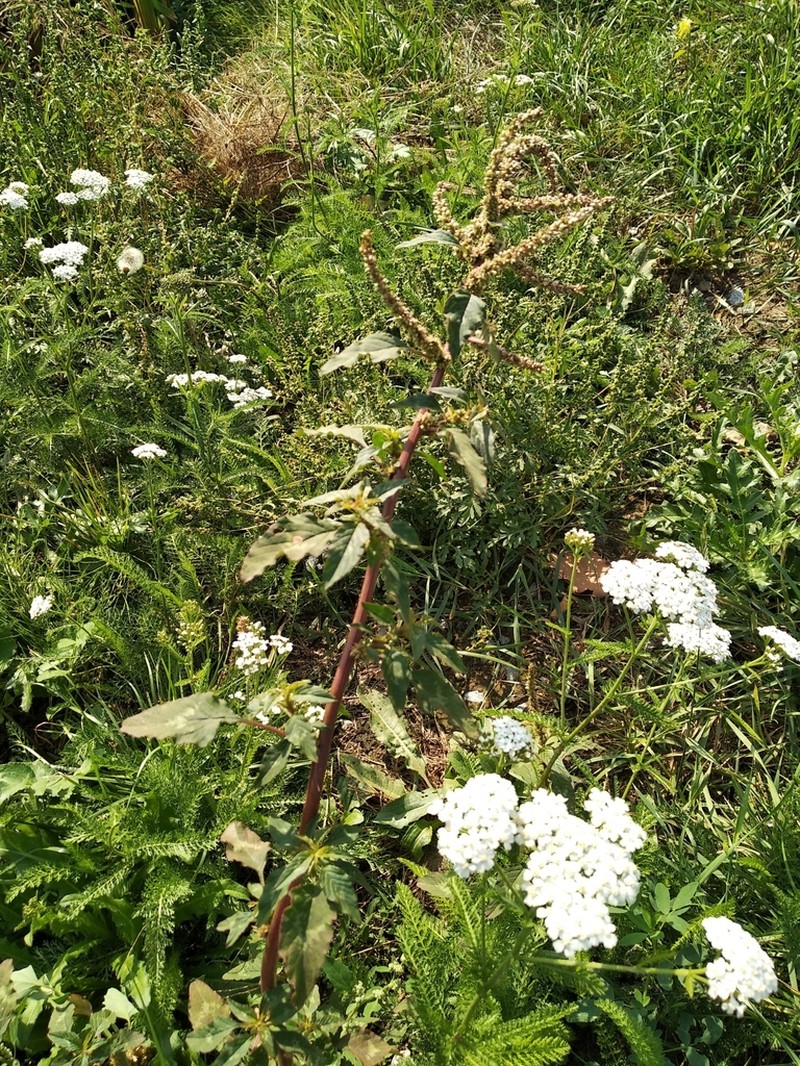Spiny Amaranth photo 2
