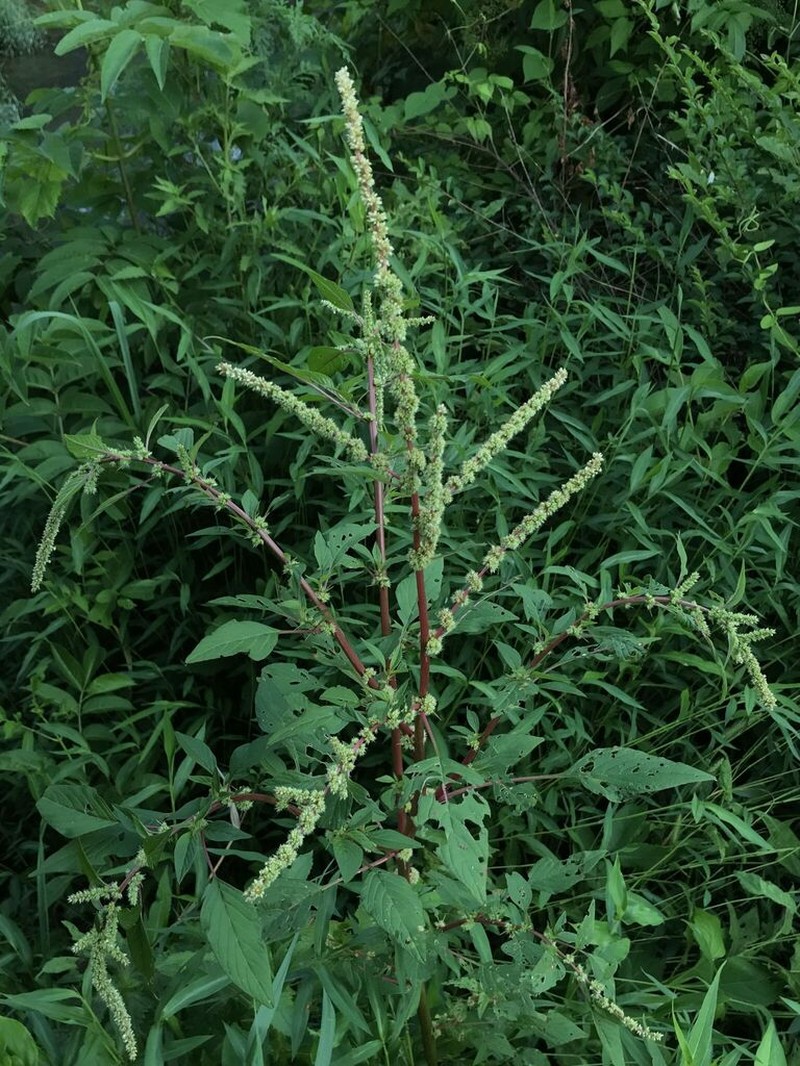 Spiny Amaranth photo 3