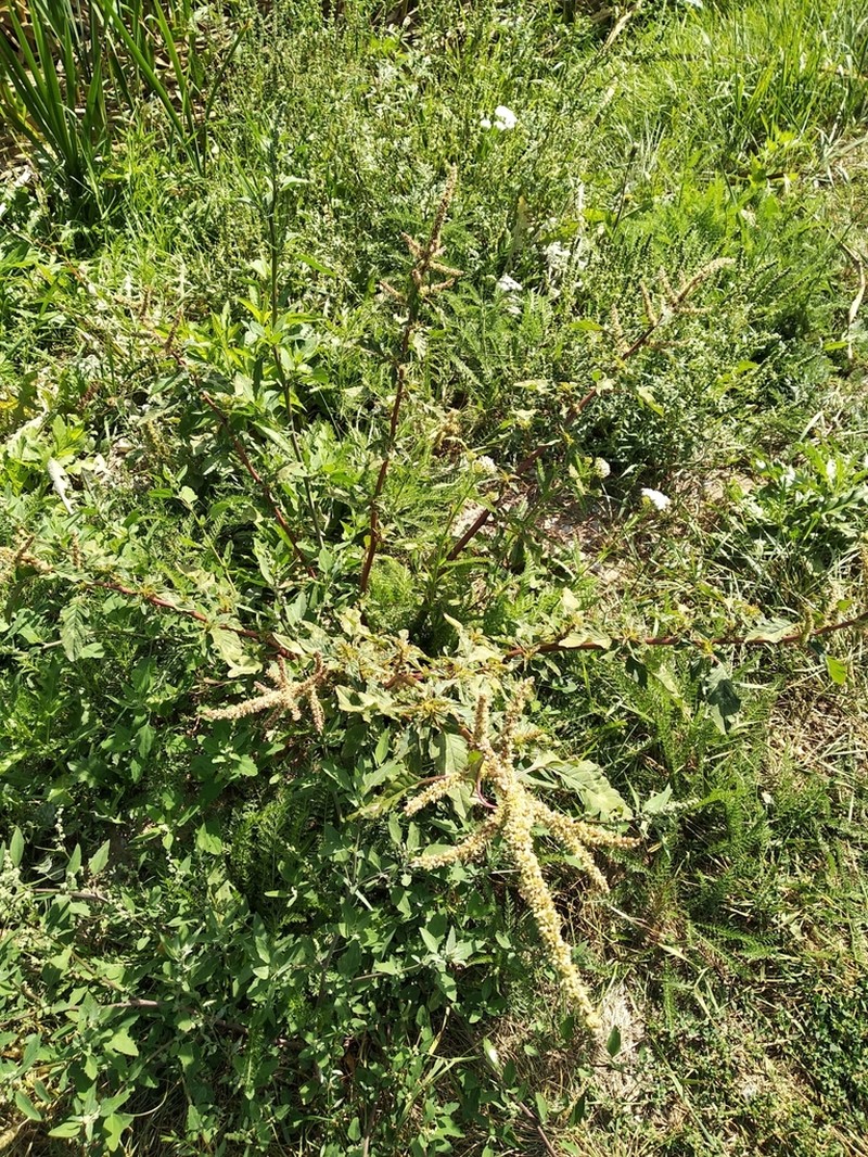 Spiny Amaranth photo 4