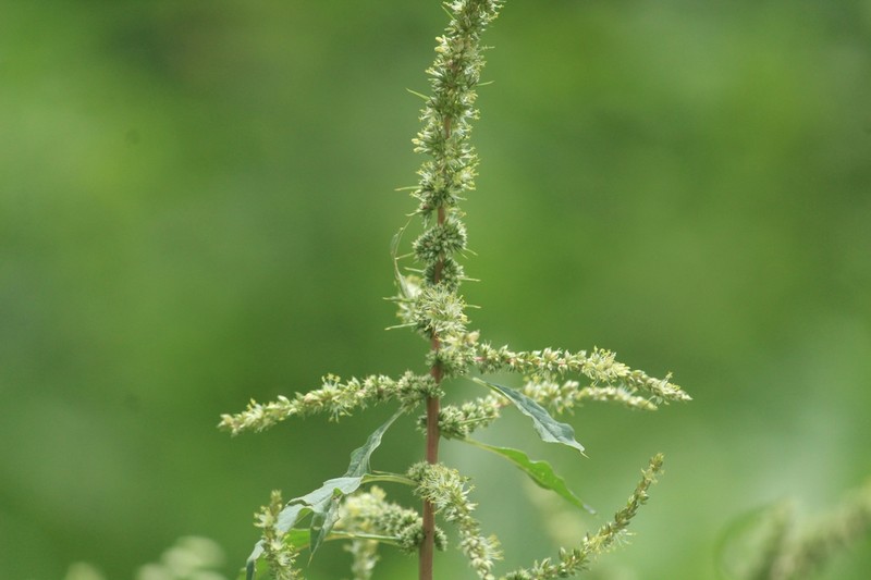 Spiny Amaranth photo 5