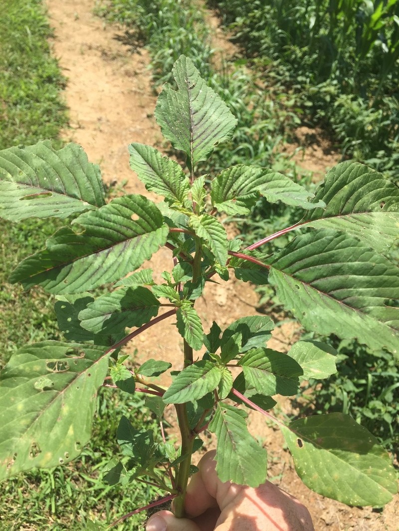 Spiny Amaranth photo 6