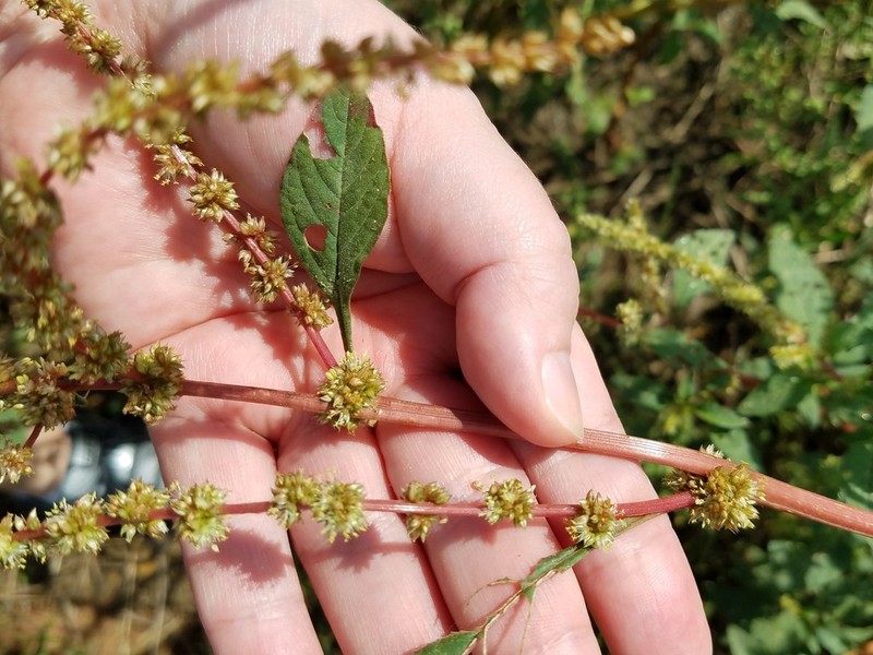 Spiny Amaranth photo 7