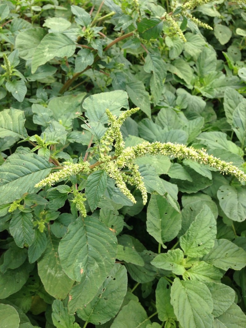 Spiny Amaranth photo 8