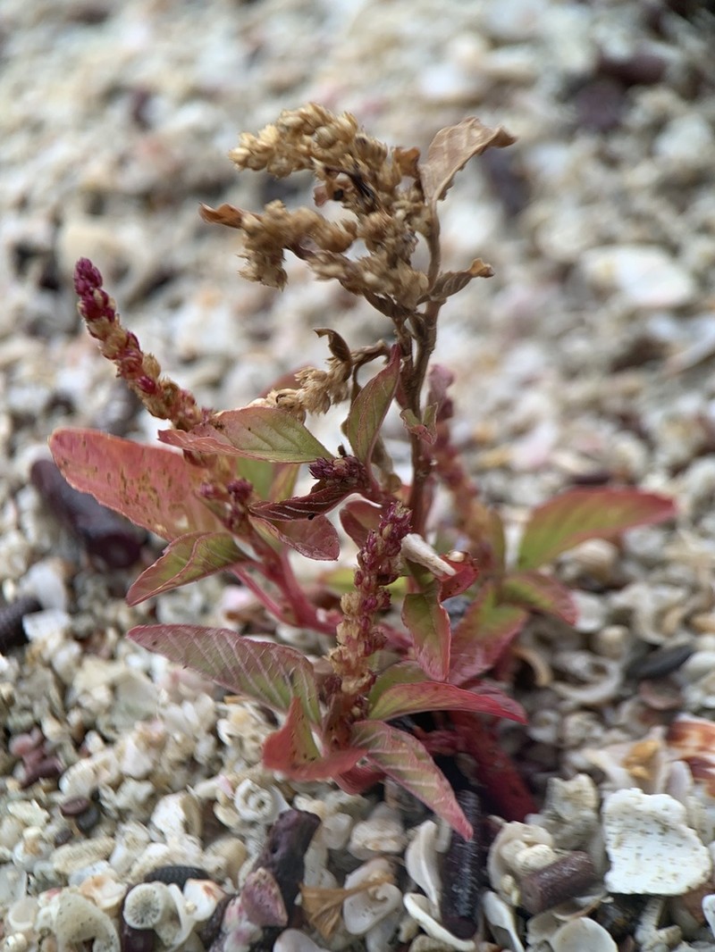 Amaranthus squamulatus
