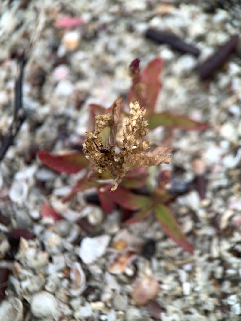 Amaranthus squamulatus photo 2