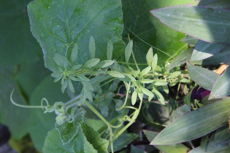 Amaranthus standleyanus photo 5