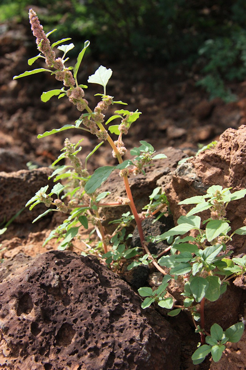Amaranthus standleyanus photo 6