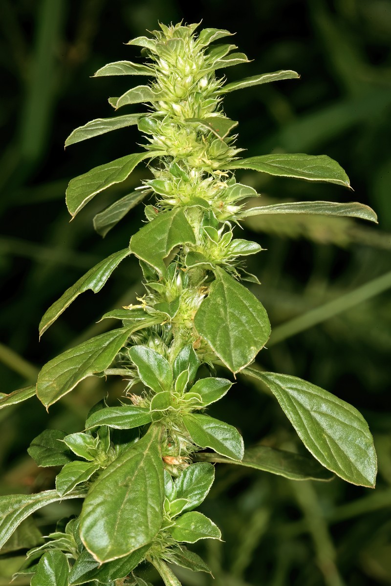 Thunberg's Amaranthus