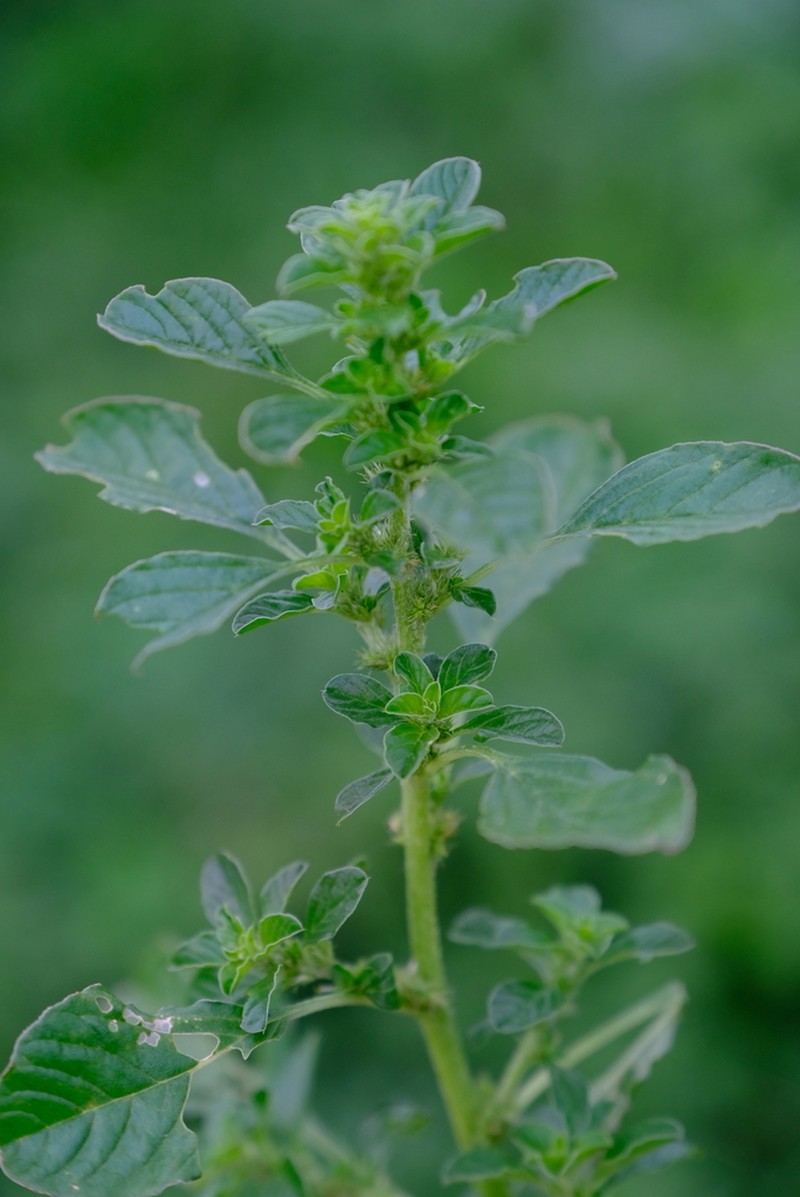 Thunberg's Amaranthus photo 3