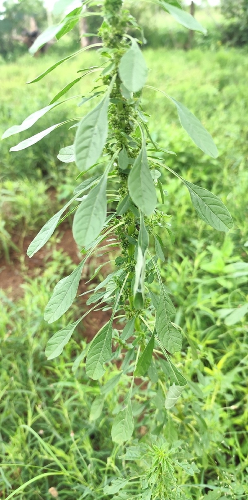 Thunberg's Amaranthus photo 4