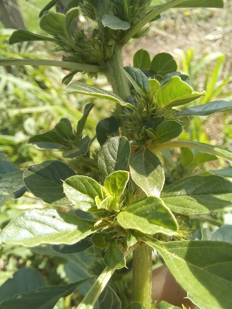 Thunberg's Amaranthus photo 5