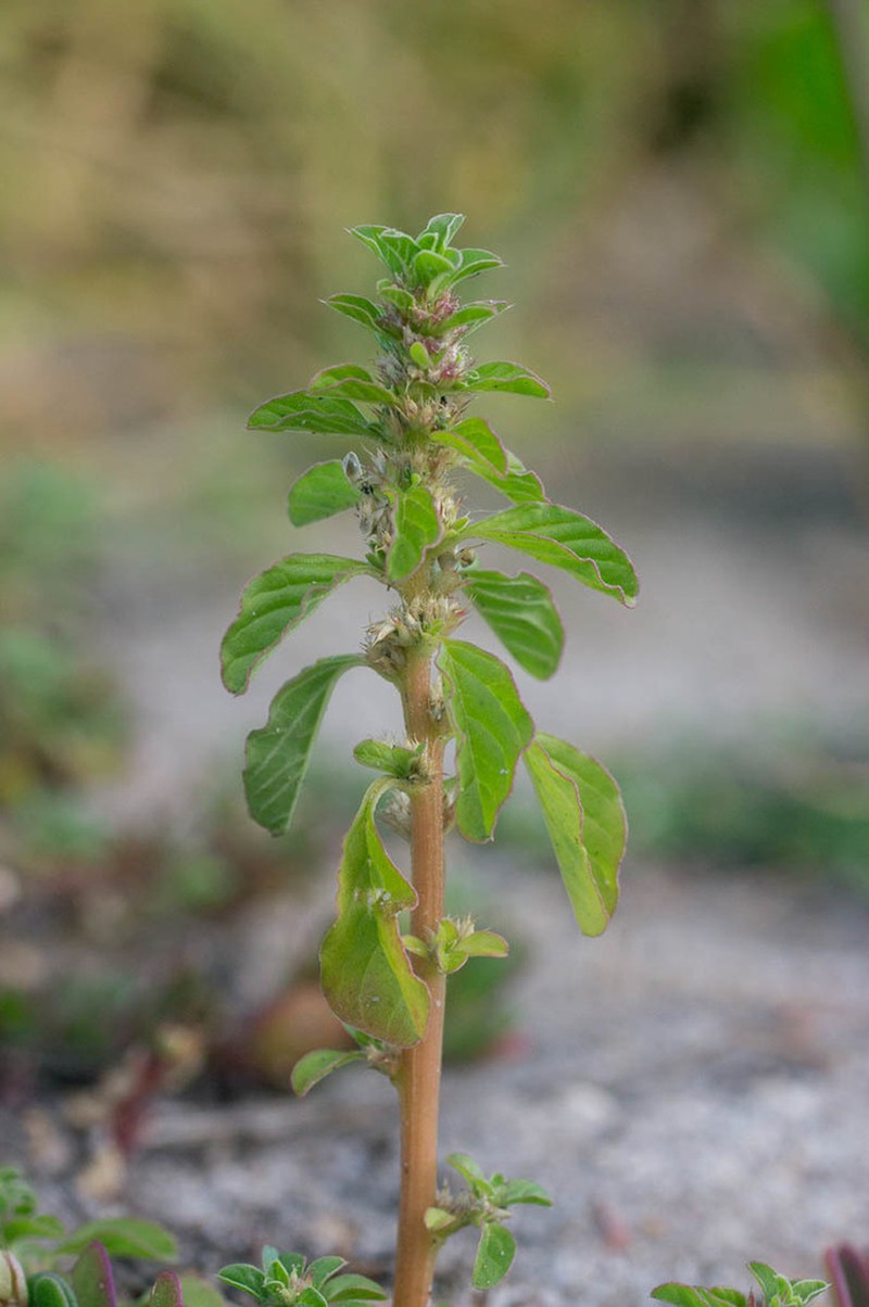 Thunberg's Amaranthus photo 6