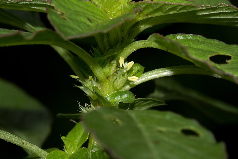 Thunberg's Amaranthus photo 7