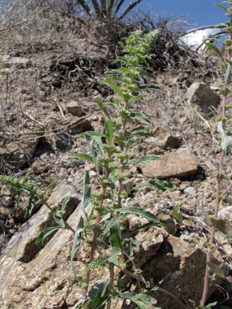 Amaranthus chihuahuensis