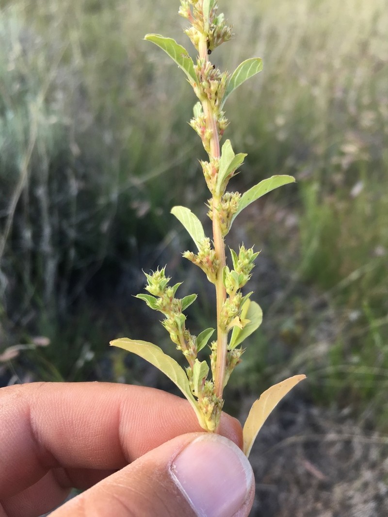 Amaranthus chihuahuensis photo 5