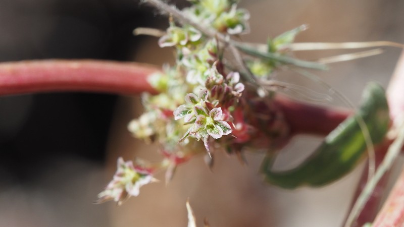 Amaranthus chihuahuensis photo 7