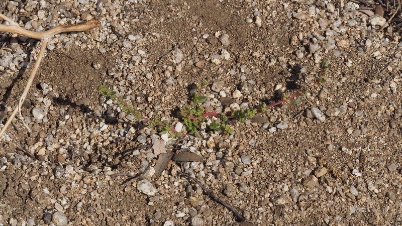 Amaranthus chihuahuensis photo 8
