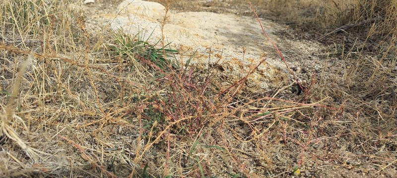 Pringle's Amaranth photo 2