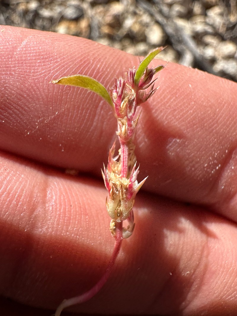 Pringle's Amaranth photo 3