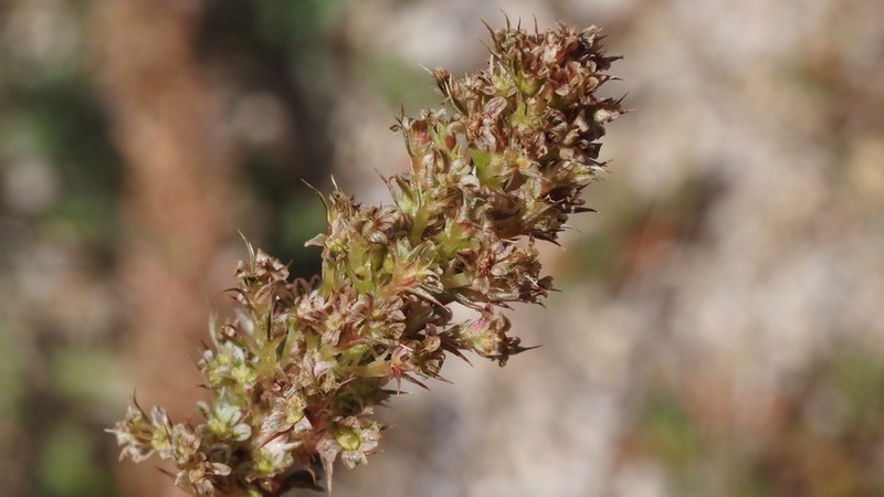 Torrey's Amaranthus photo 4
