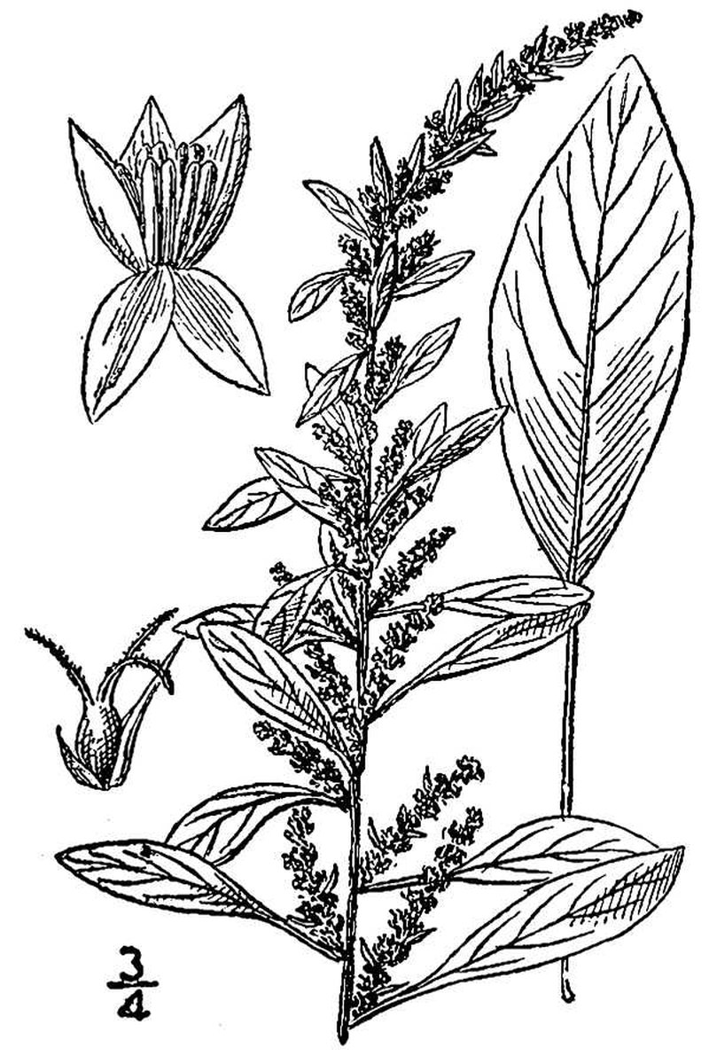 Roughfruit Amaranth