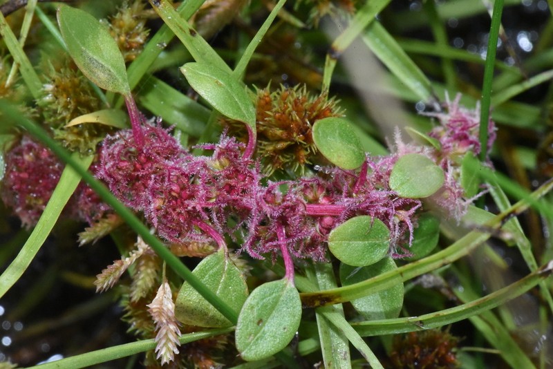Roughfruit Amaranth photo 2