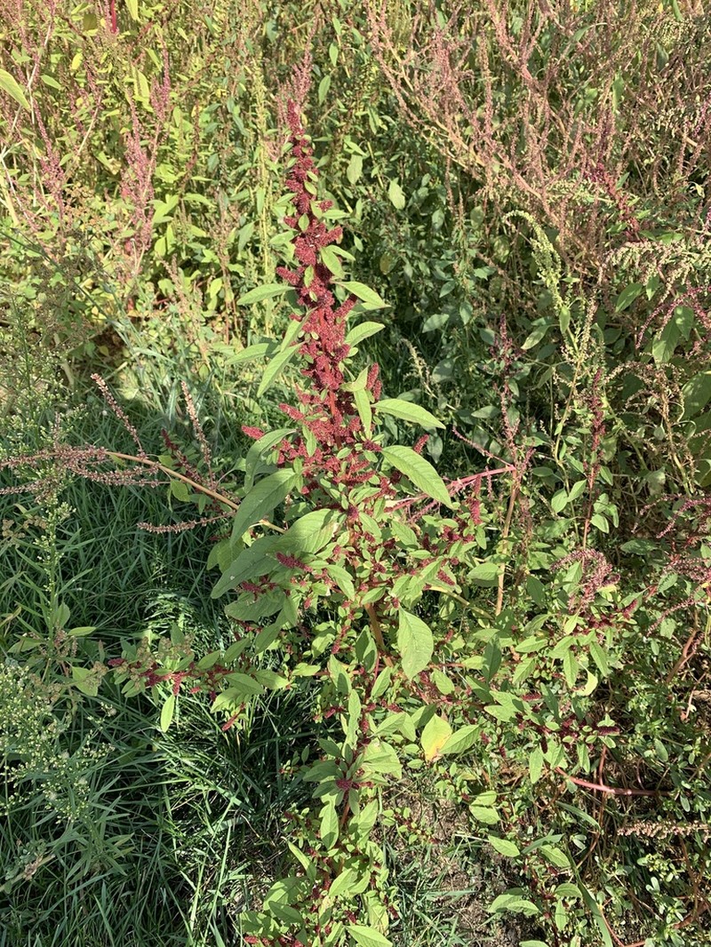 Roughfruit Amaranth photo 4