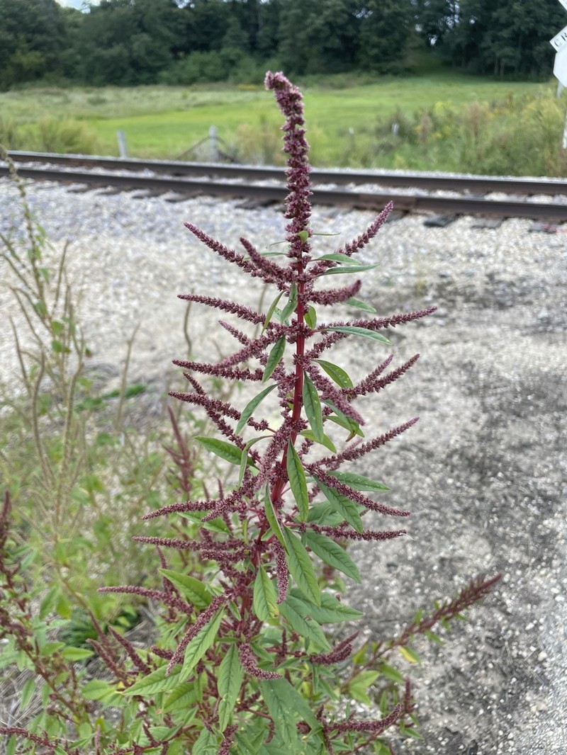 Roughfruit Amaranth photo 5