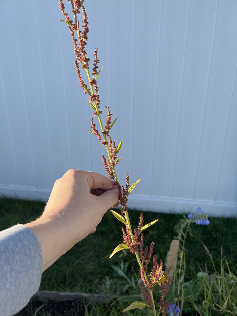 Roughfruit Amaranth photo 6