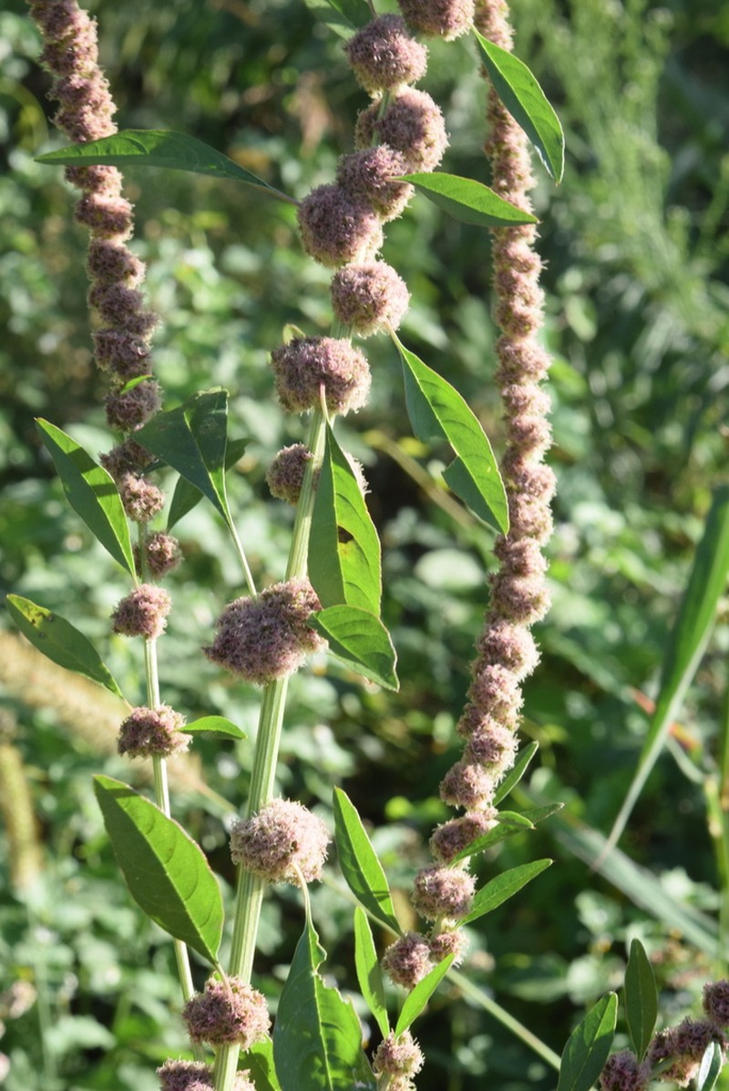 Roughfruit Amaranth photo 8