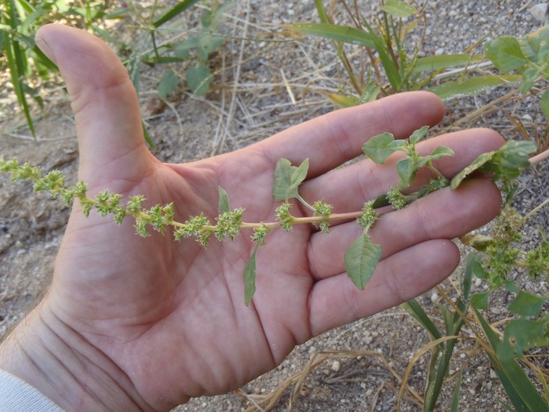 Pigweed