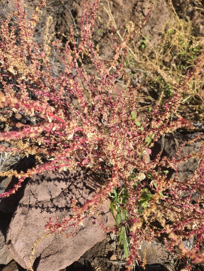 Pigweed photo 2