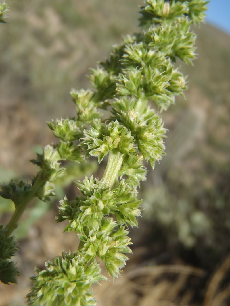 Pigweed photo 3