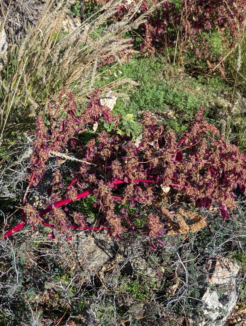 Pigweed photo 4