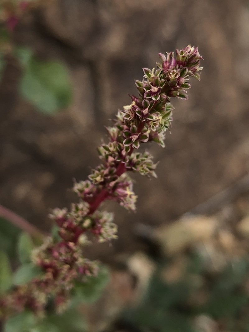 Pigweed photo 5