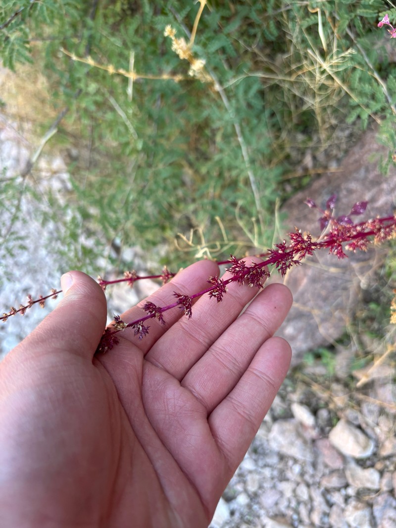 Pigweed photo 6