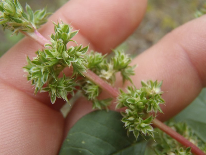 Pigweed photo 7