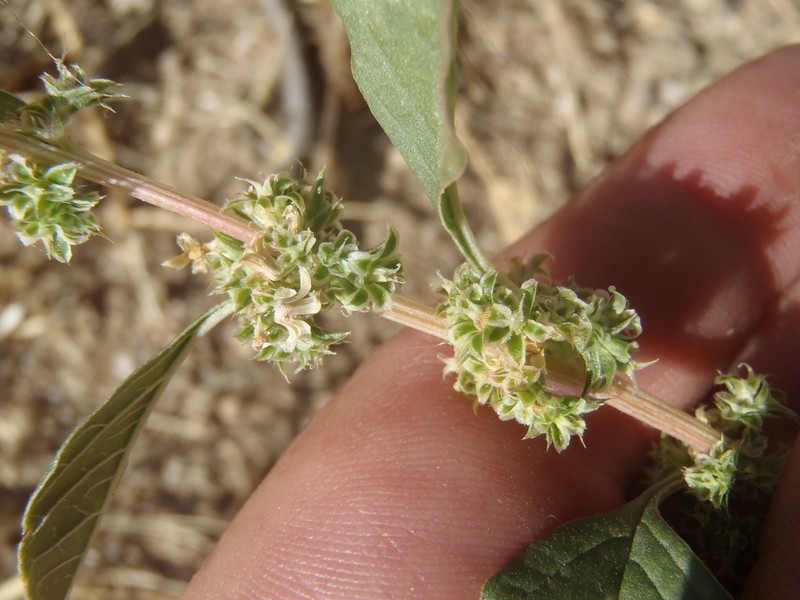 Pigweed photo 8