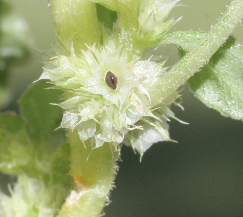 Amaranthus undulatus