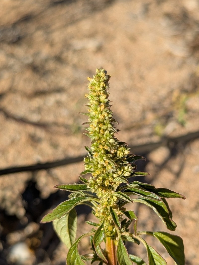Amaranthus undulatus photo 2