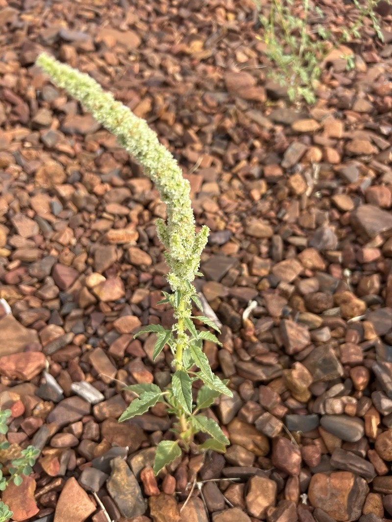 Amaranthus undulatus photo 4