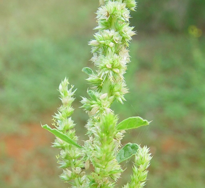Amaranthus undulatus photo 5
