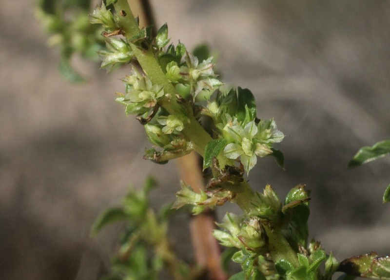 Amaranthus undulatus photo 6