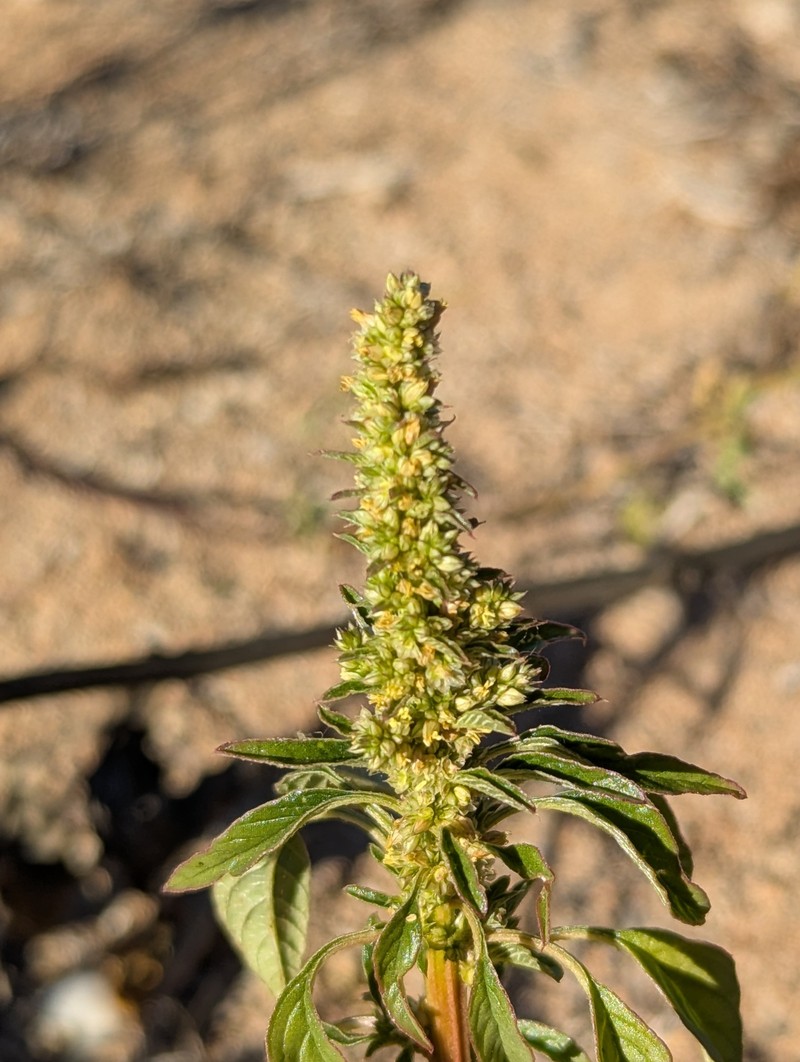 Amaranthus undulatus photo 7