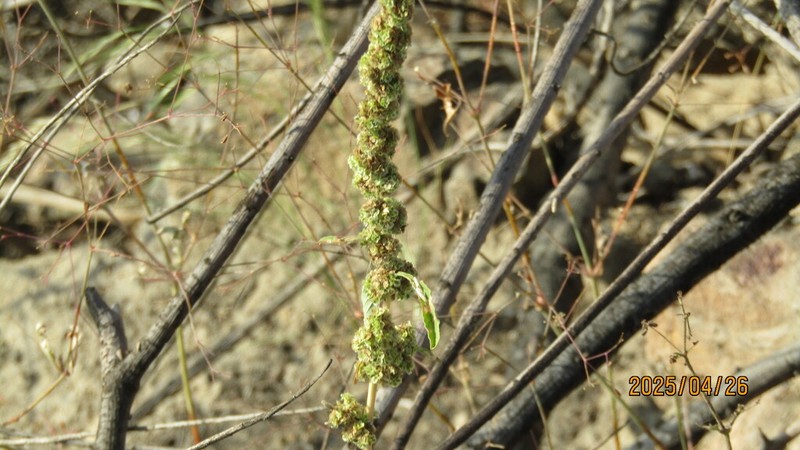 Amaranthus urceolatus