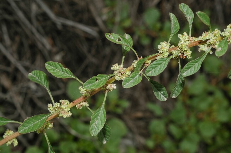 Amaranthus urceolatus photo 2