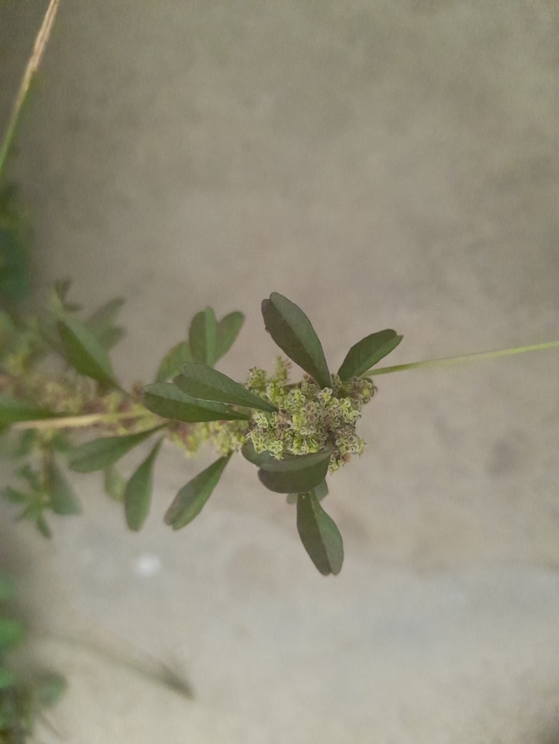 Amaranthus urceolatus photo 4